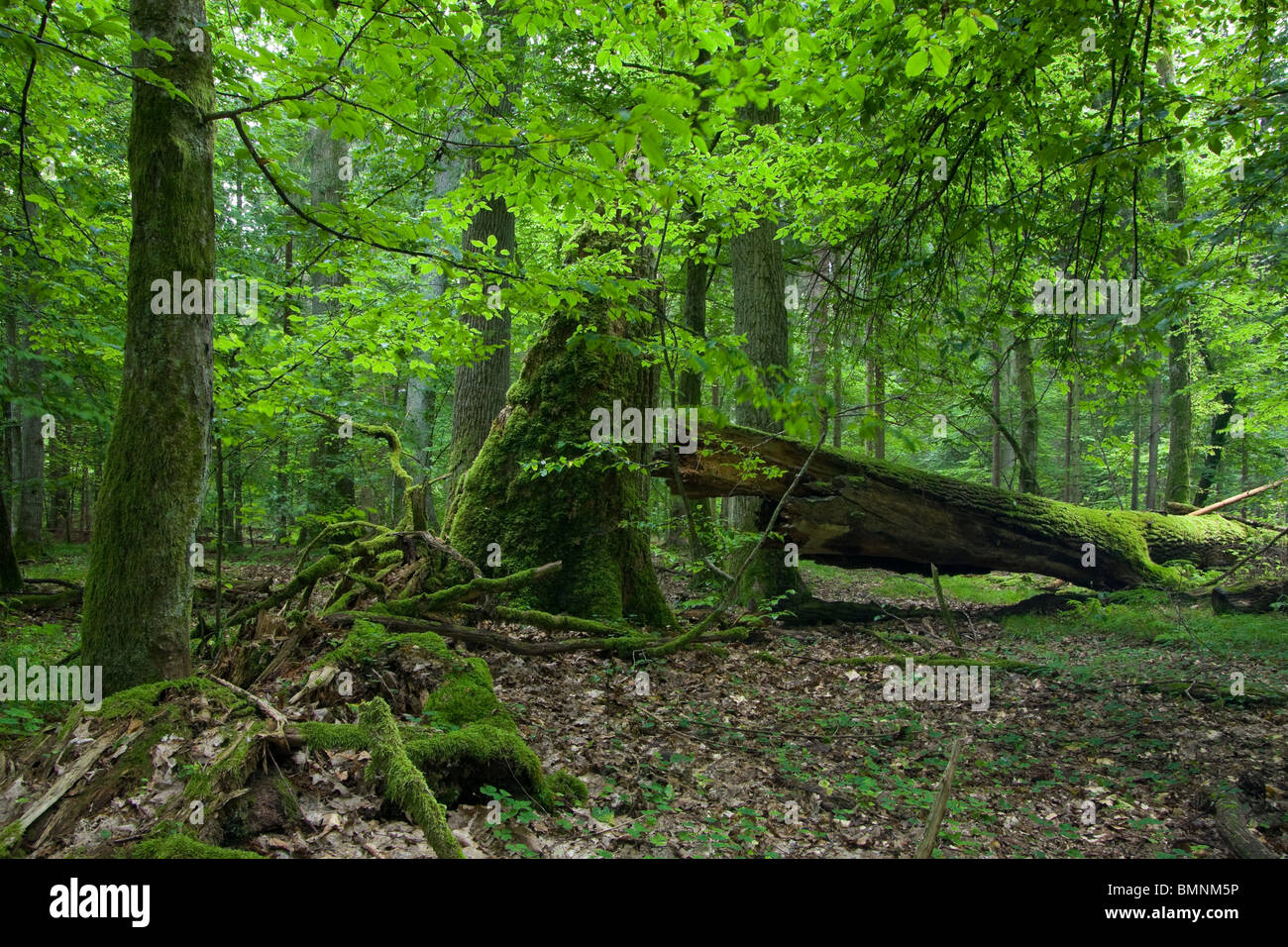 Rotture di quercia antica giacente e legno morto in primo piano e di estate deciduo stand Foto Stock