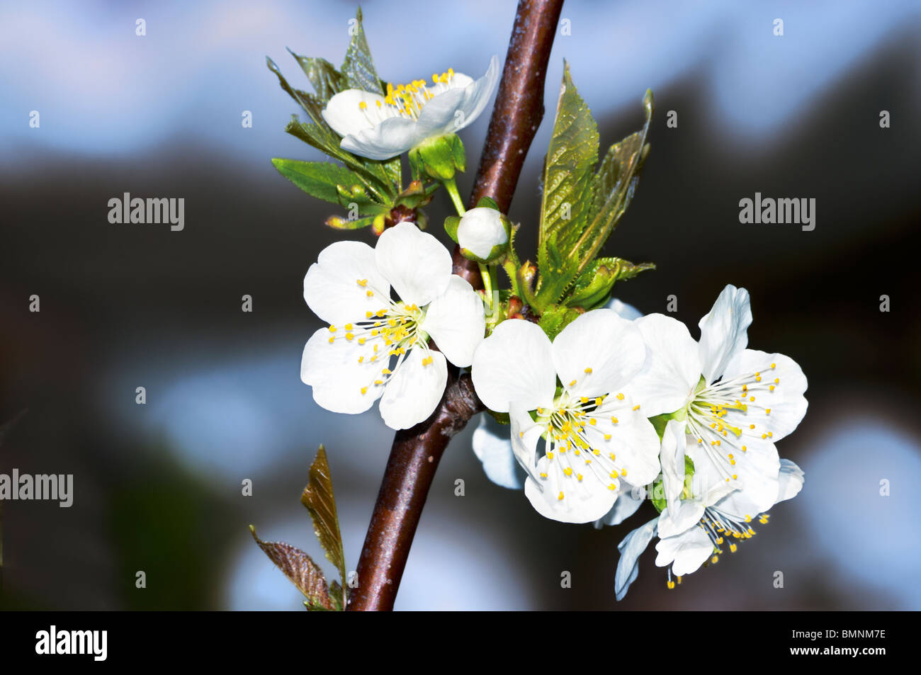 Primo piano di fiori su un ramo. Malus domestica. Oklahoma, Stati Uniti d'America. Foto Stock