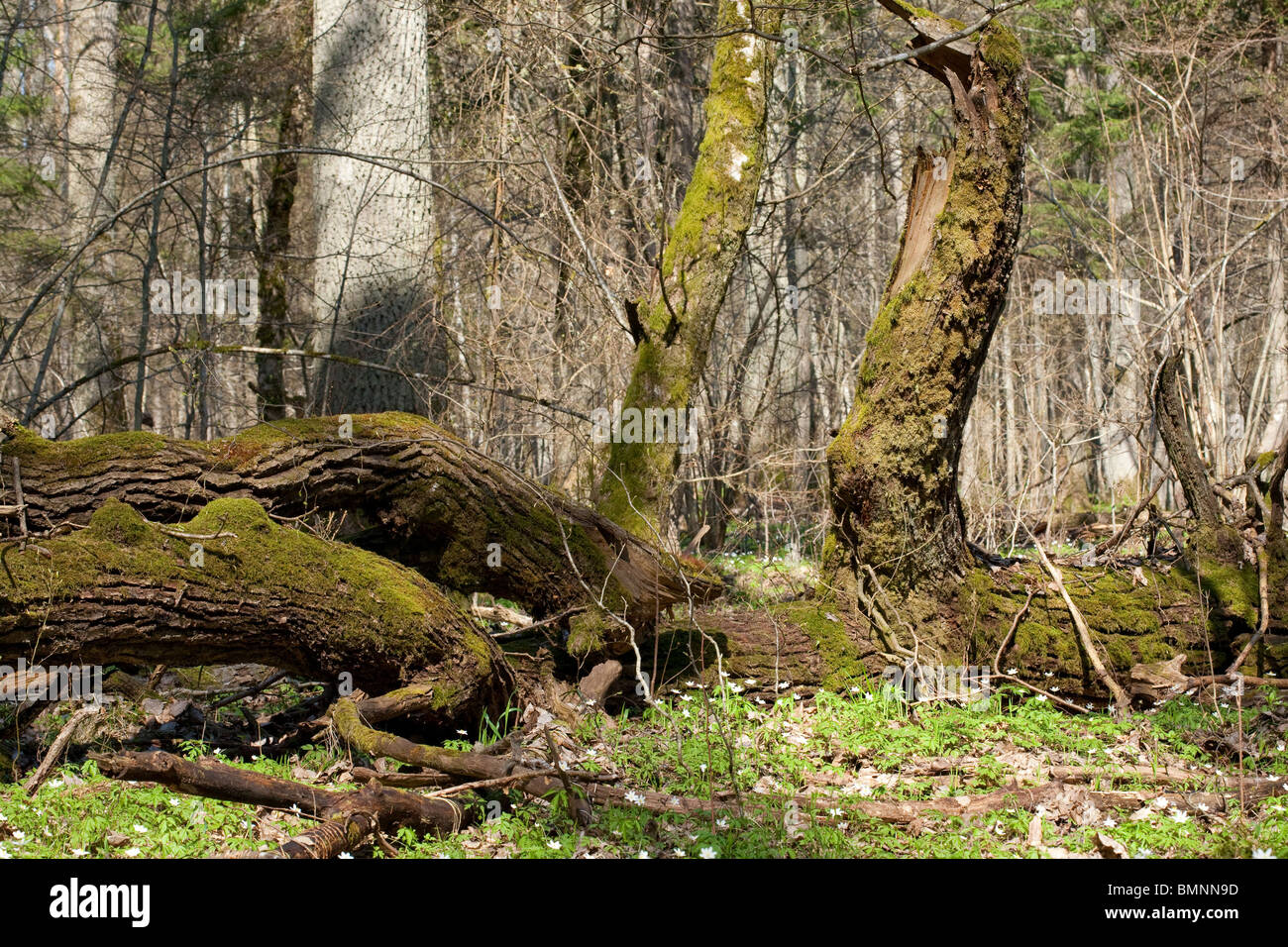 Primavera deciduo stand con anemone di fioritura in luce diretta del sole Foto Stock