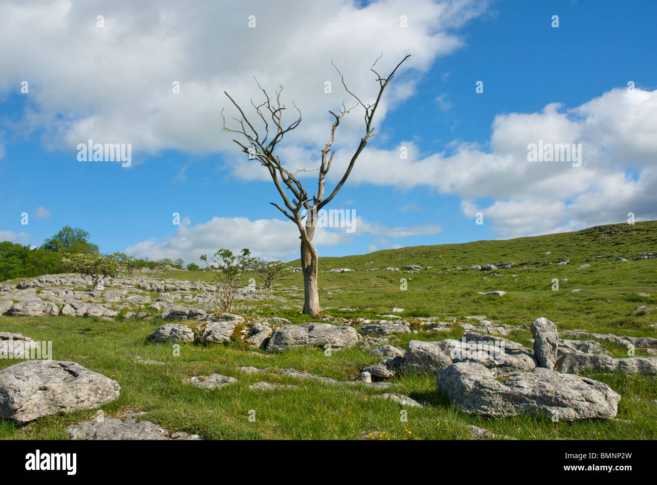 Scenario di calcare sul modo Dales vicino Grassington, Wharfedale, Yorkshire Dales National Park, England Regno Unito Foto Stock