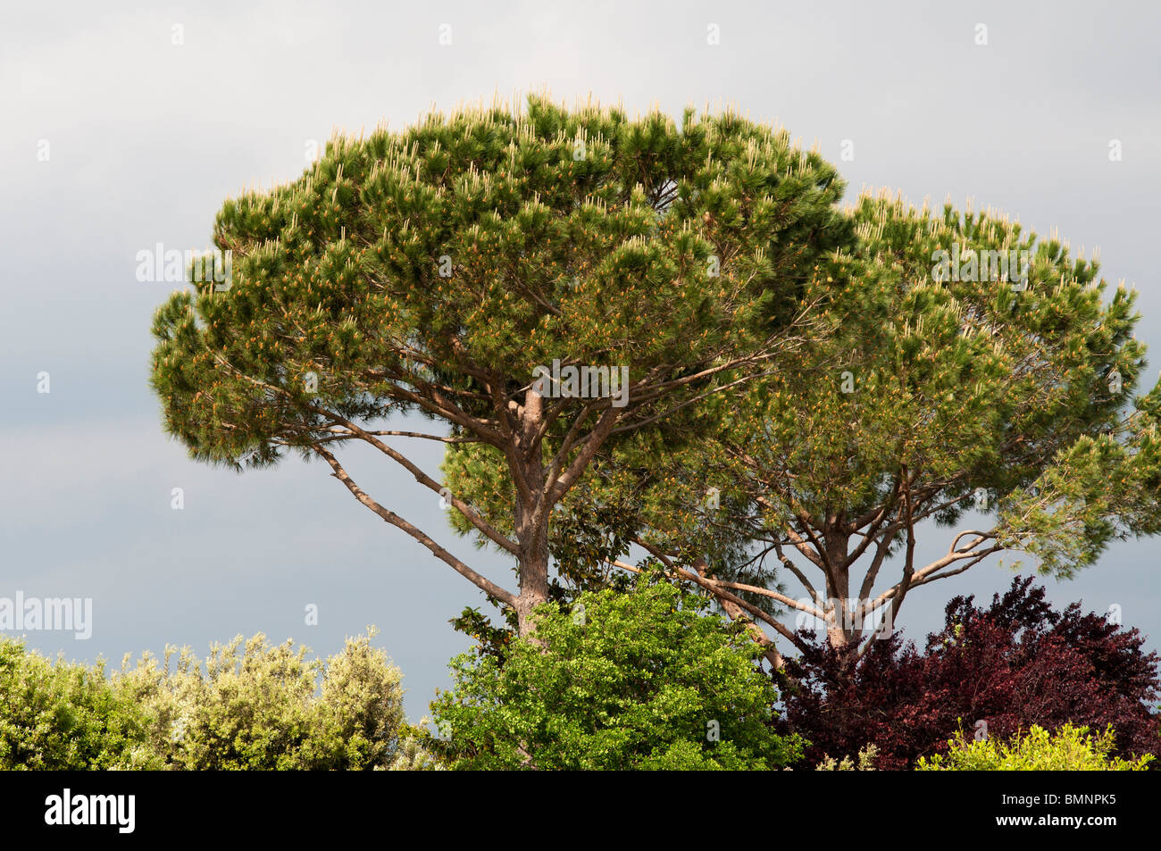 Ombrello / pino cembro (Pinus pinea) Foto Stock