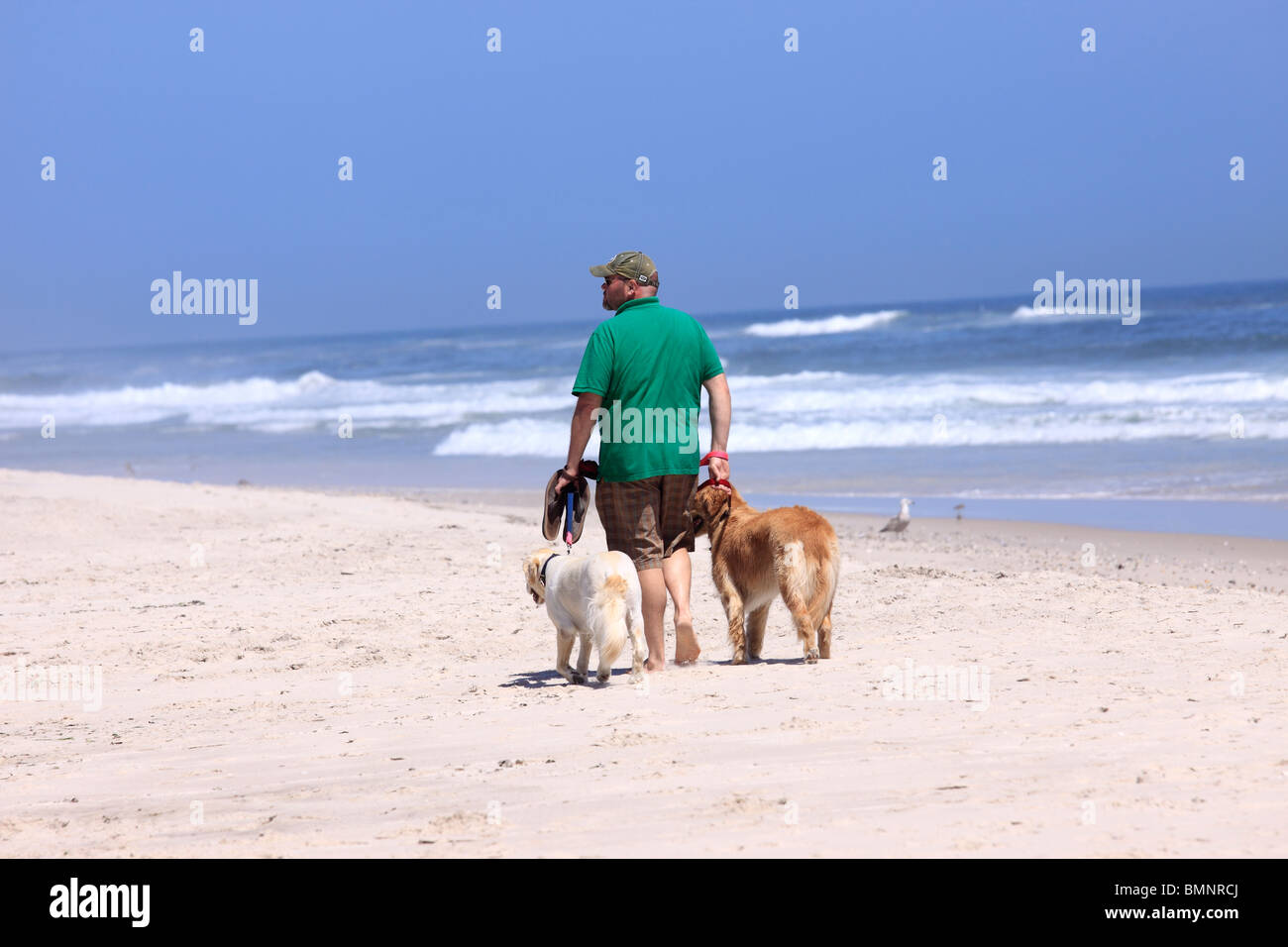 Uomo che cammina cani sulla spiaggia Cupsogue Westhampton Long Island NY Foto Stock