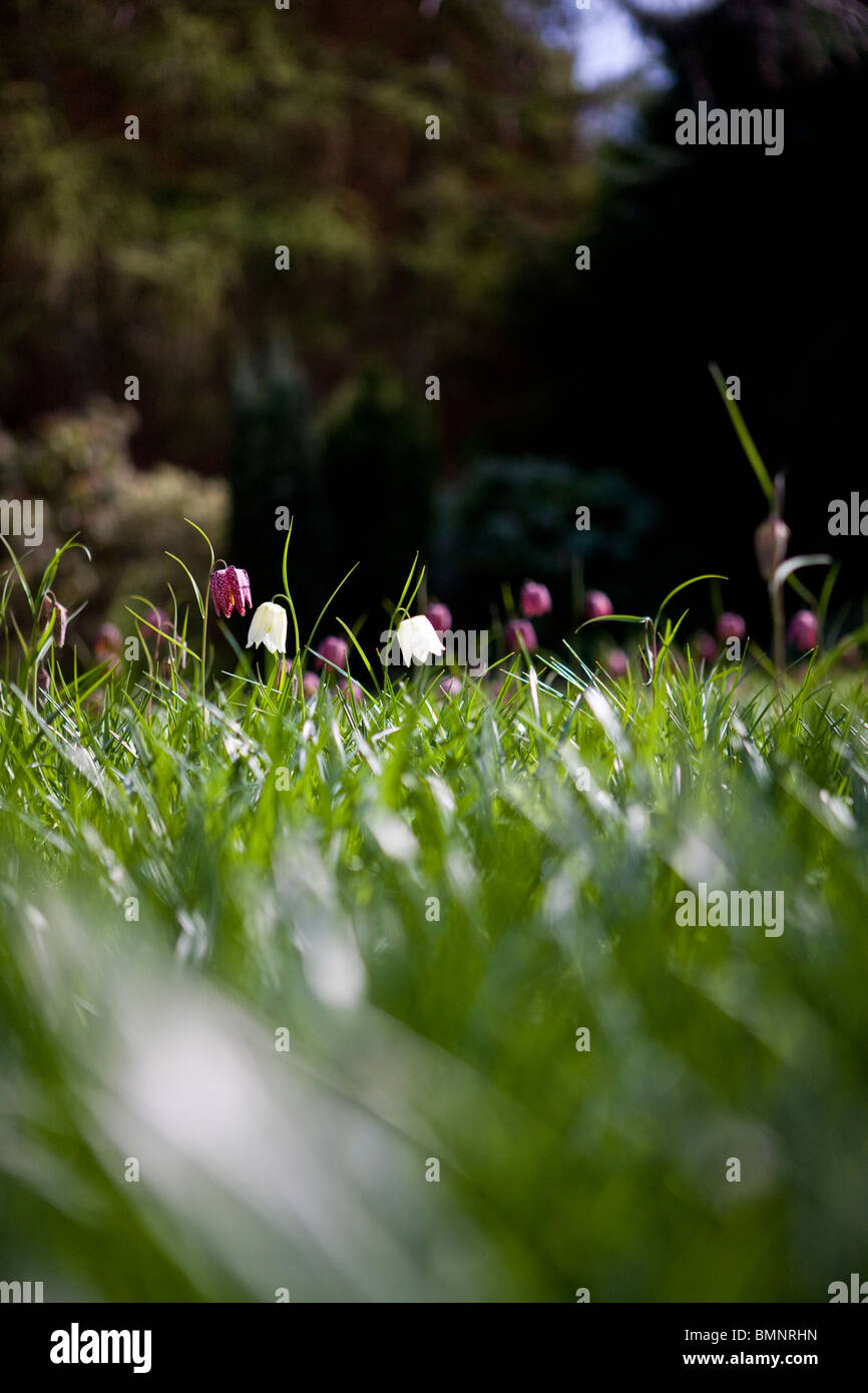 Bianco e viola snake head fritillary fiori in un prato Foto Stock