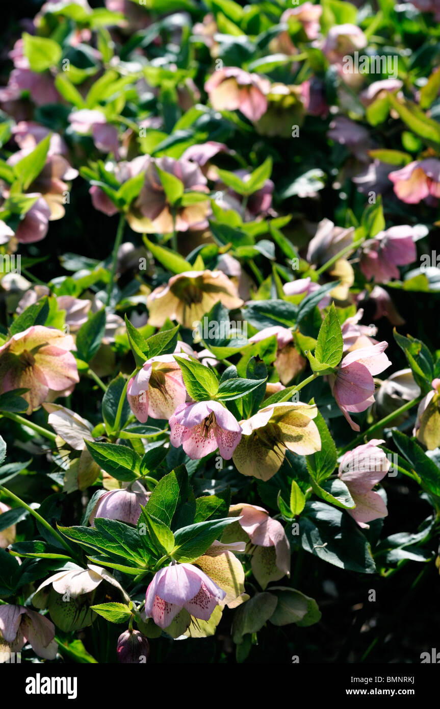 Helleborus orientalis fiori mazzetto gruppo sole primaverile bloom blossom rosa macchiato Foto Stock