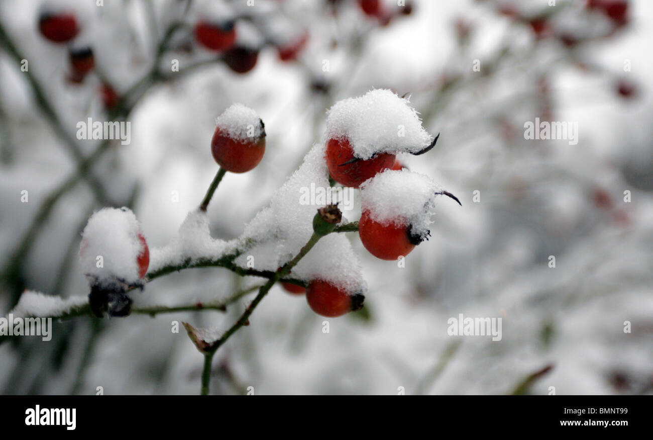 Bacche rosse coperte di neve Foto Stock
