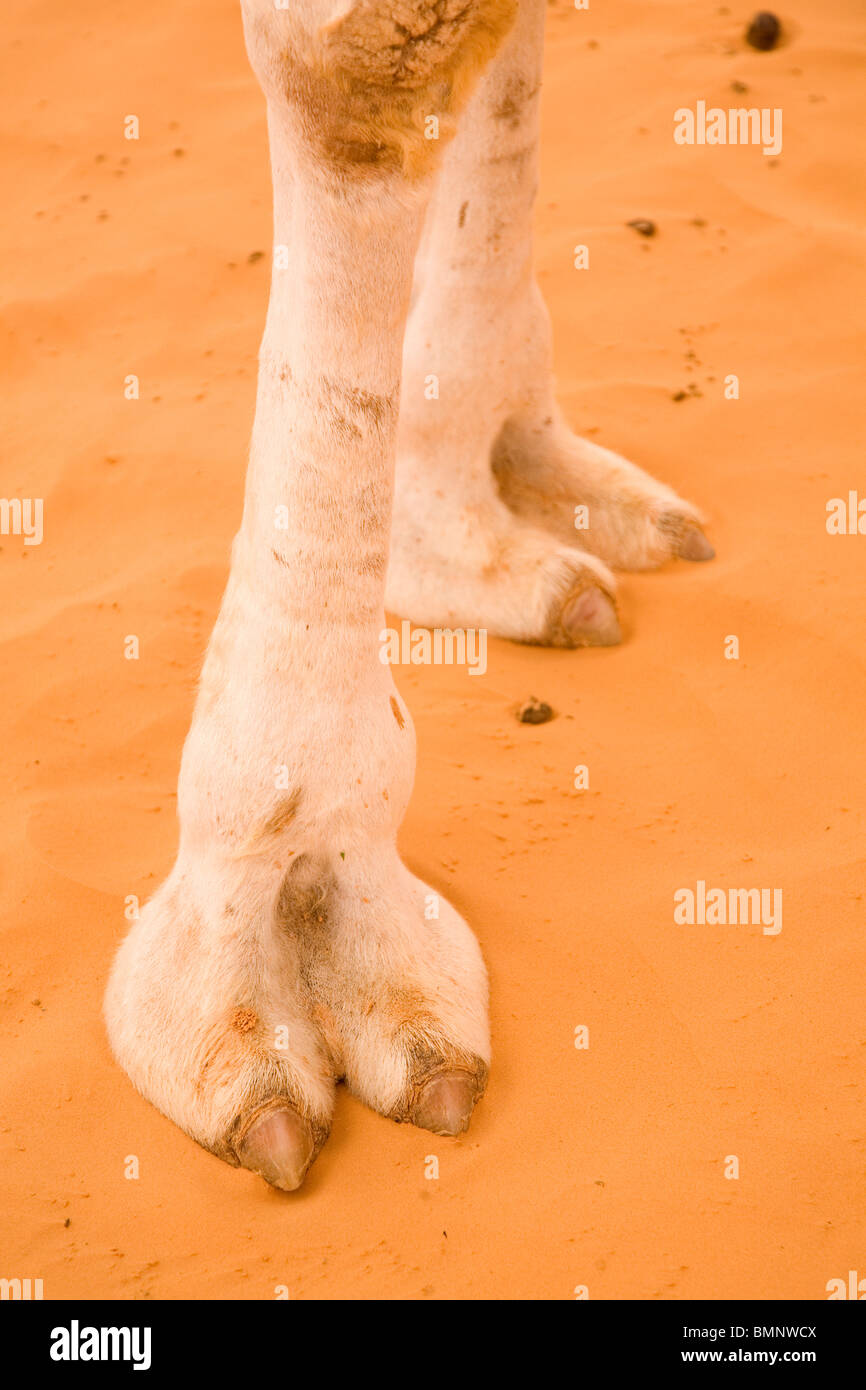 I piedi e le dita di un dromedario permanente del cammello nel deserto del Sahara, Tunisia. Foto Stock