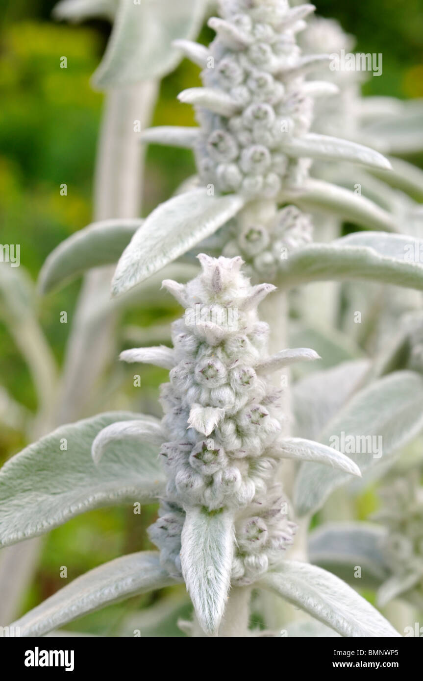 Stachys byzantina (agnello l orecchio) Foto Stock