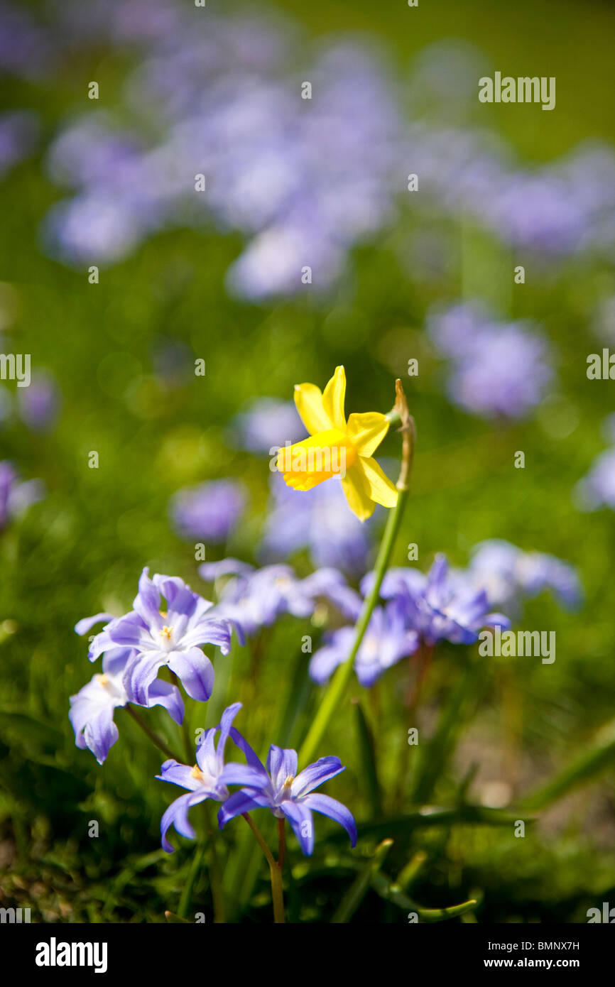 Daffodil giallo e viola squill fiori in primavera Foto Stock