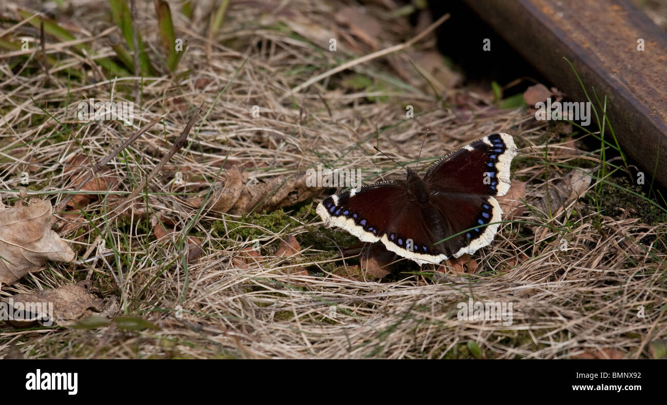 Seduta su asciutto terreno erboso lutto mantello butterfly closeup Foto Stock