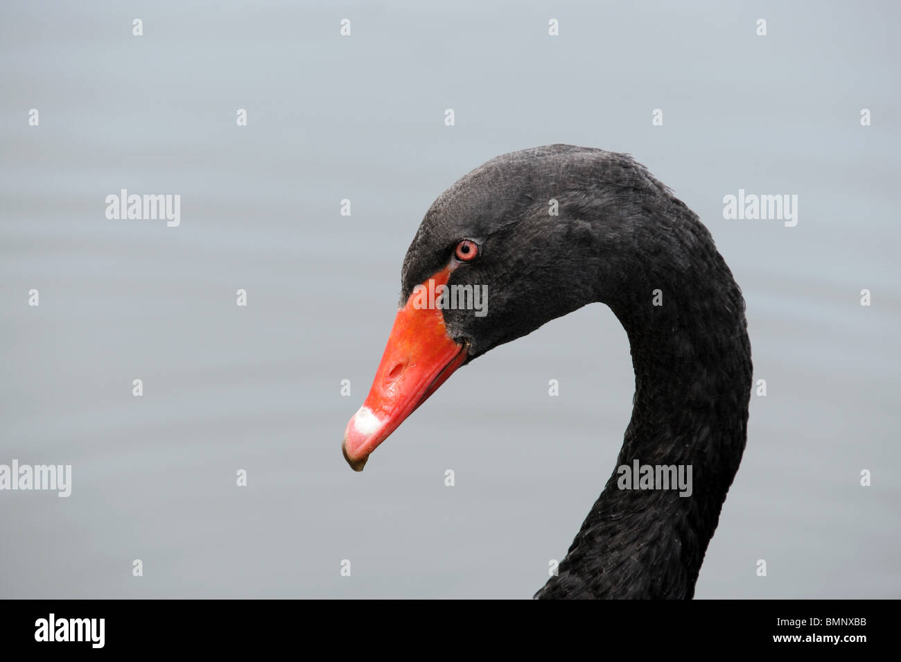 Cigno Nero Cygnus atratus Foto Stock