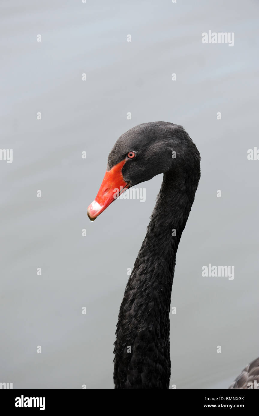 Cigno Nero Cygnus atratus Foto Stock