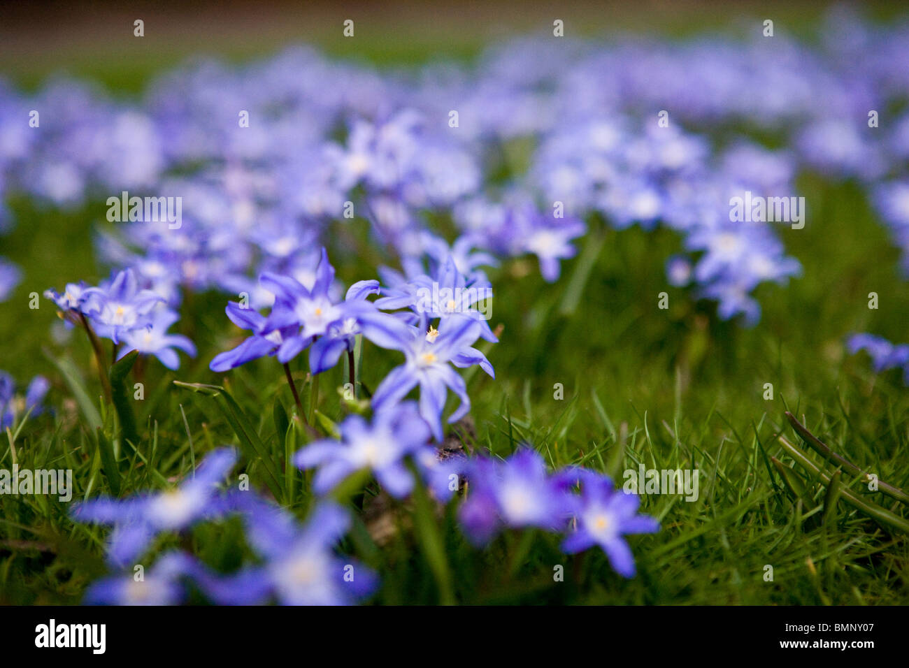 Viola squill fiori che crescono in erba verde Foto Stock