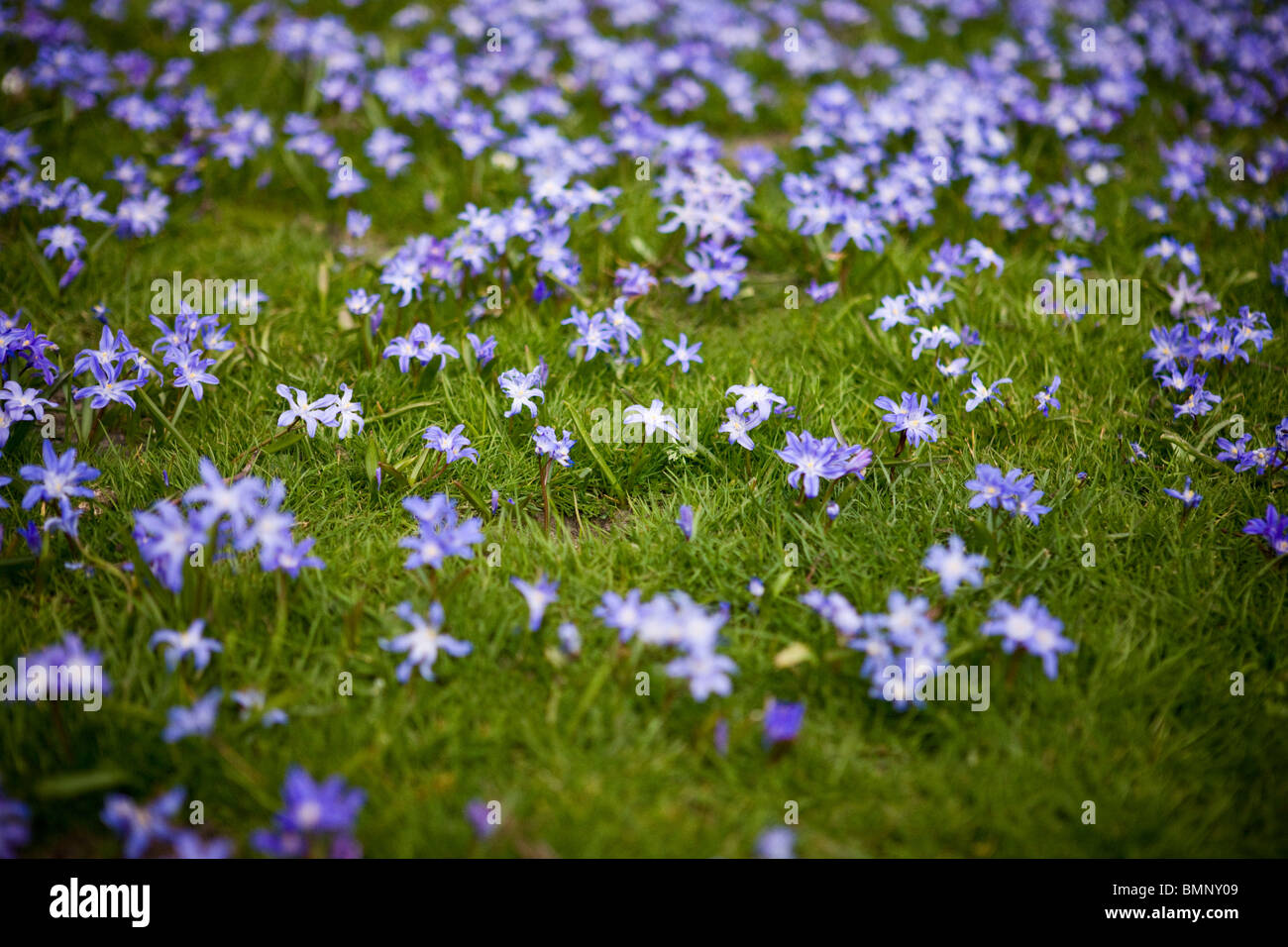 Tappeto di porpora squill fiori che crescono in erba verde Foto Stock