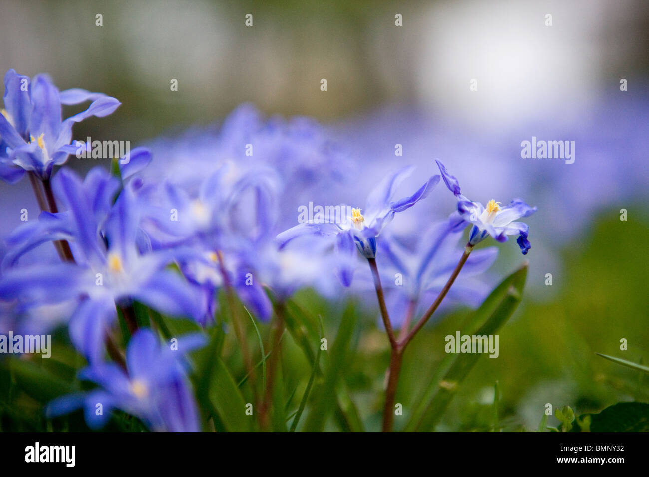 Viola squill fiori in primavera Foto Stock