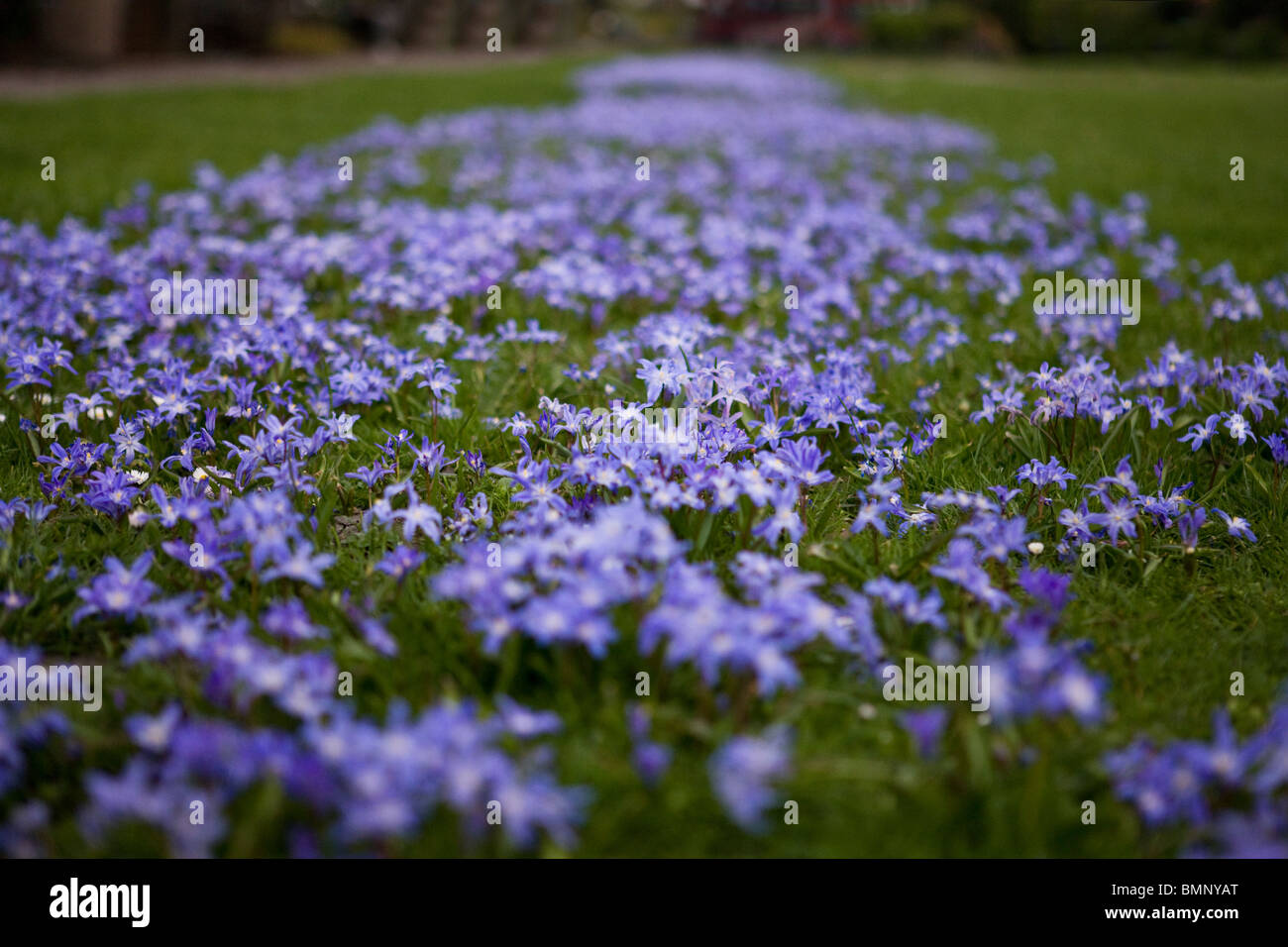 Tappeto di porpora squill fiori che crescono in erba verde Foto Stock