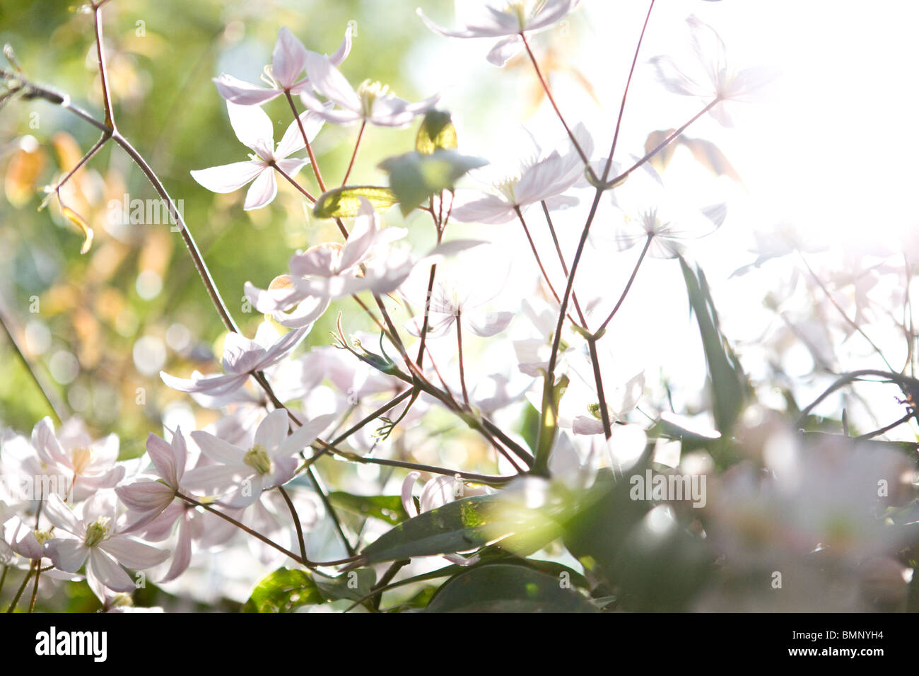 La clematide fiori che fioriscono in primavera Foto Stock