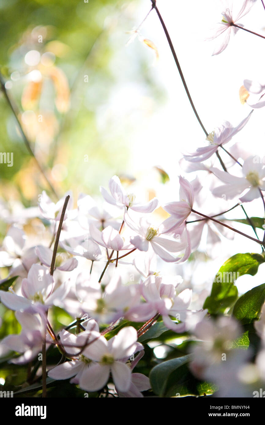 La clematide fiori che fioriscono in primavera Foto Stock