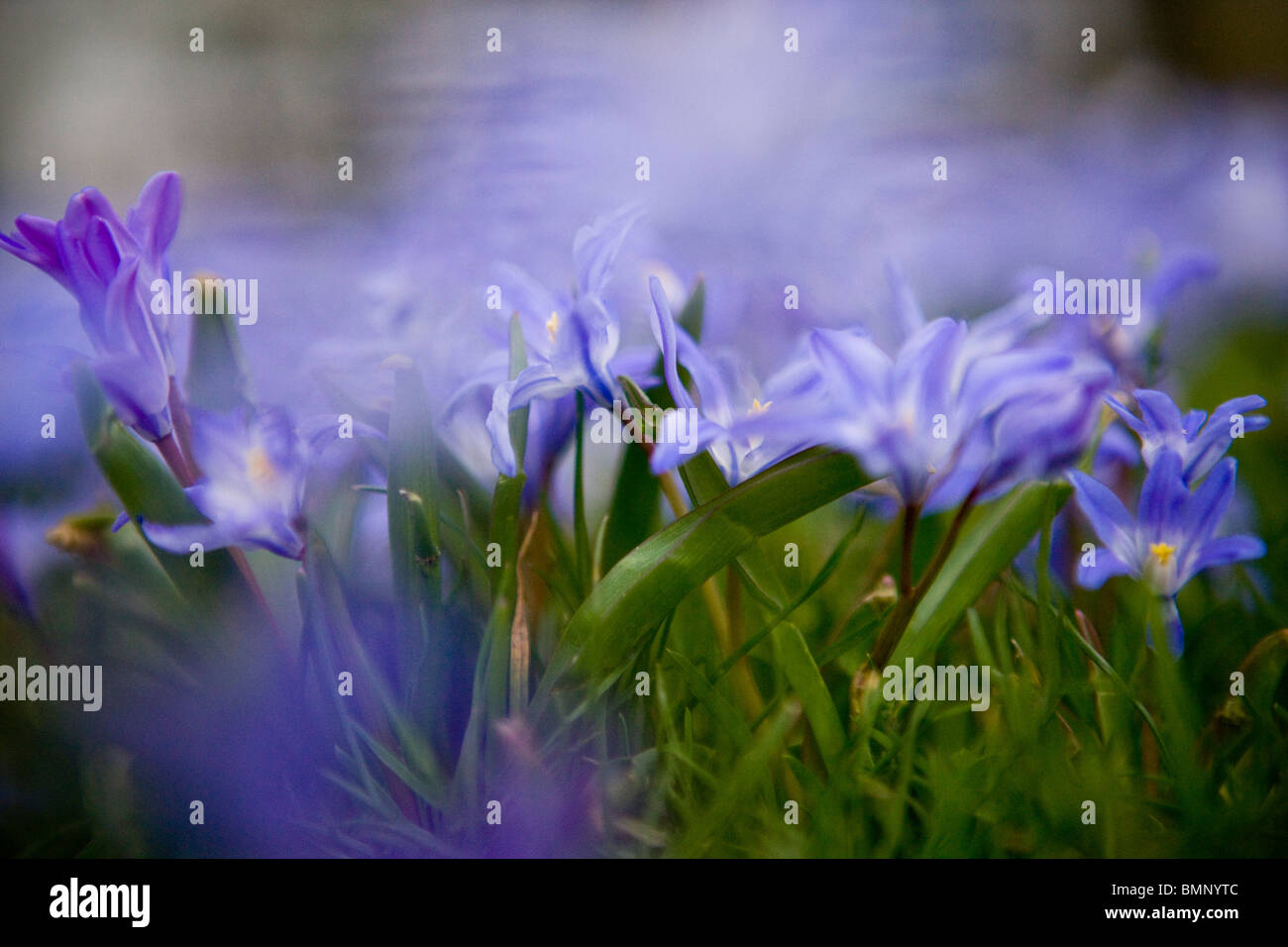 Viola squill fiori in primavera Foto Stock