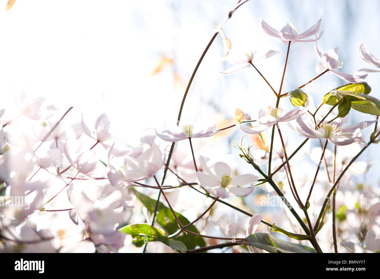 La clematide fiori che fioriscono in primavera Foto Stock