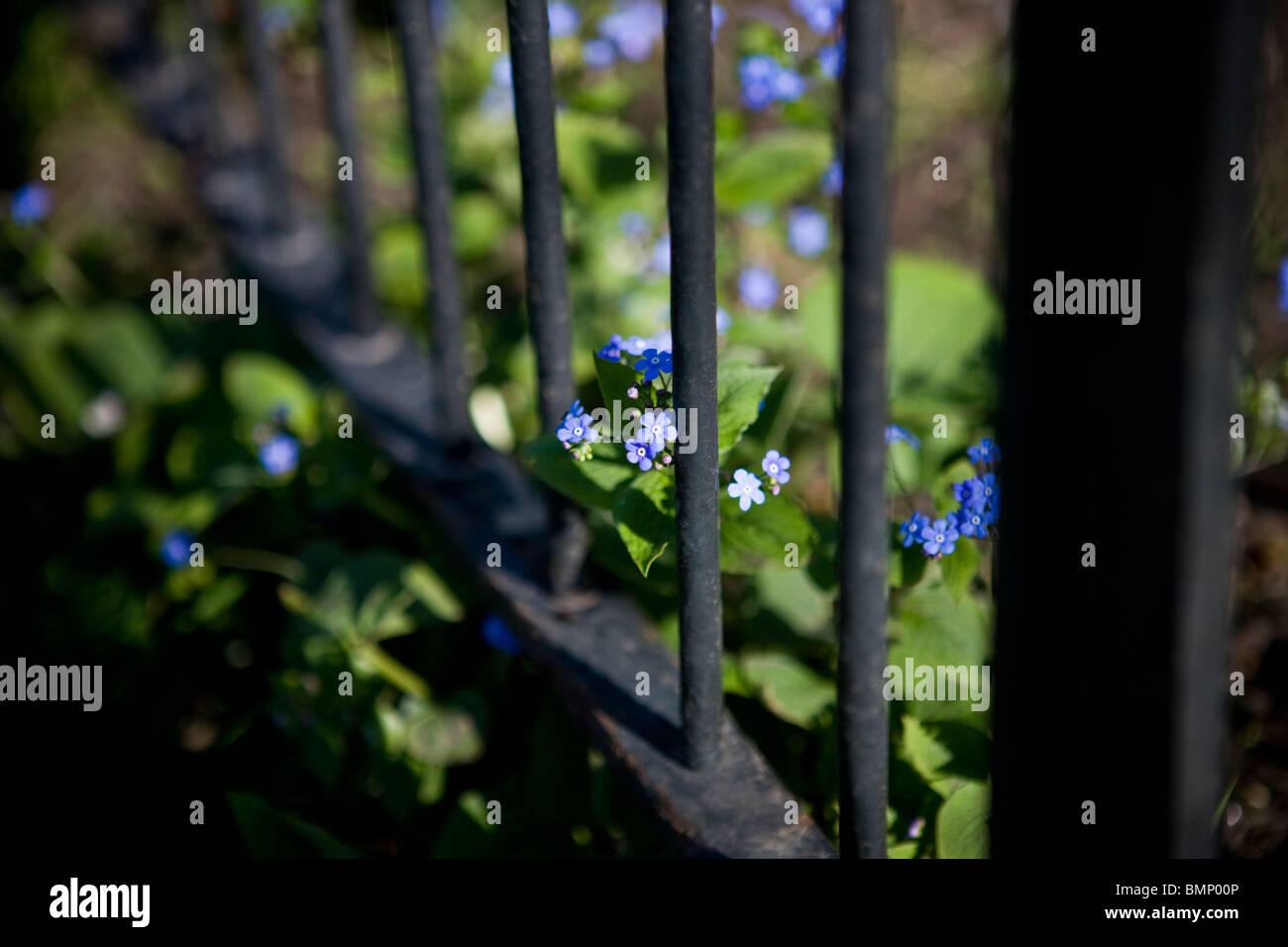 Mi dimenticate poveri intorno a una recinzione in ferro in primavera Foto Stock