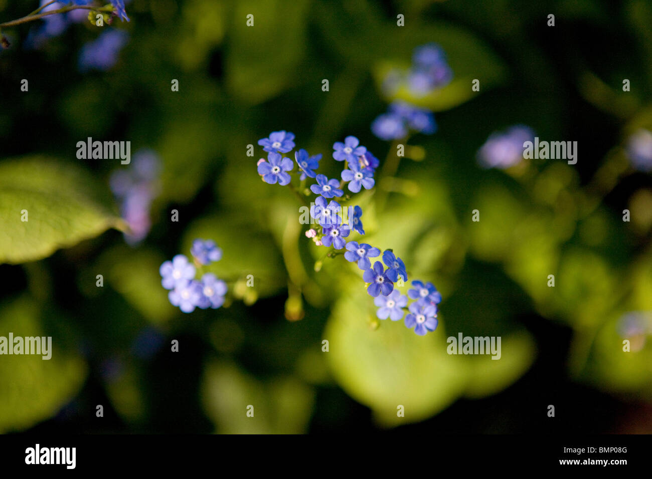 Dimenticare me not a fioritura primaverile Foto Stock