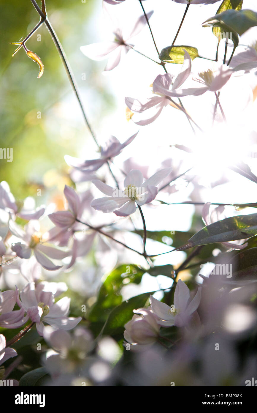 La clematide fiori che fioriscono in primavera Foto Stock