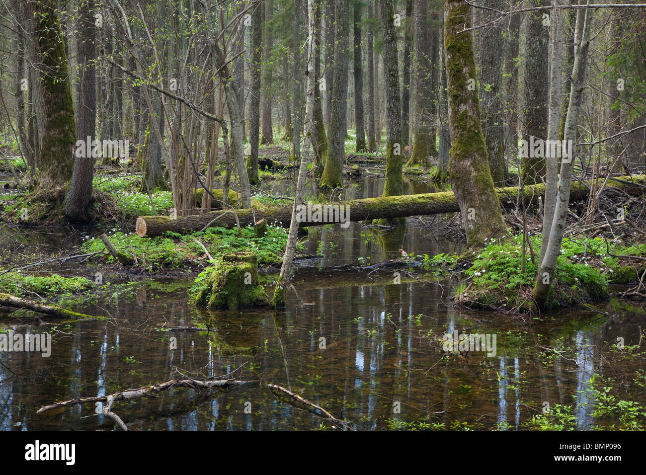 Alder-carr stand in primavera con acqua e anemone fioritura in primo piano Foto Stock