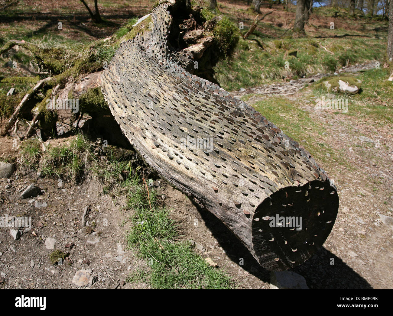 Monete bloccato in un Lucky Money Tree nel Lake District inglese Foto Stock