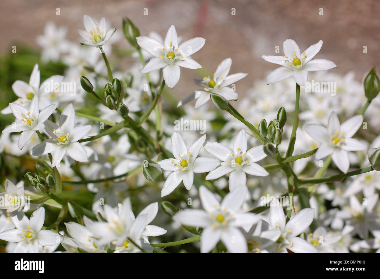 Ornithogalum montanum Foto Stock