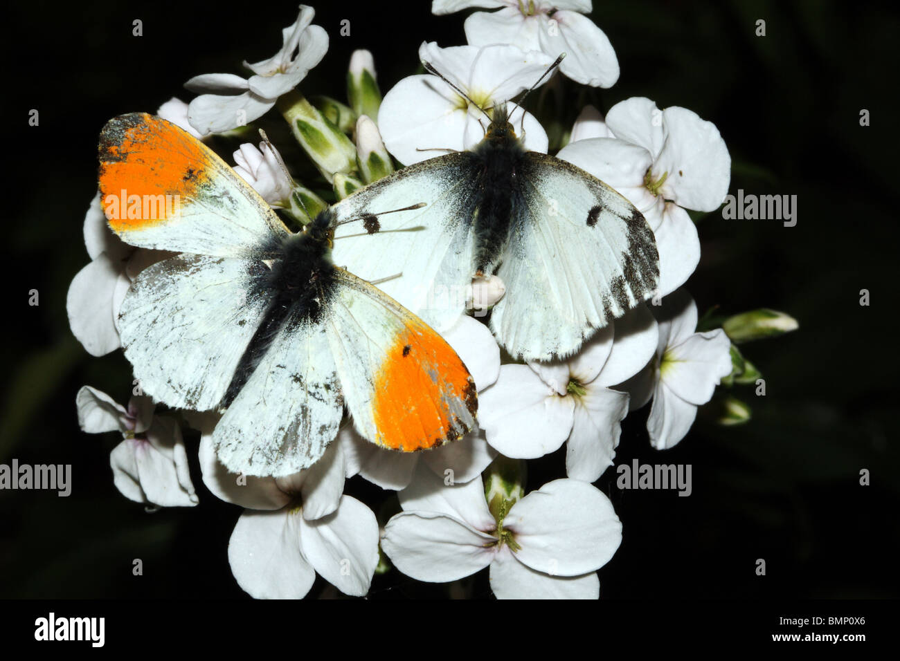 Punta arancione farfalle Anthocharis cardamines Pieridae famiglia maschio e femmina su Marting Dames Violetta Hesperis matronalis Foto Stock