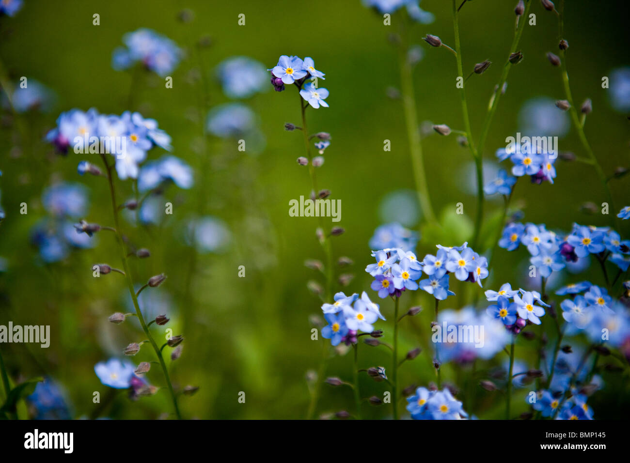 Dimenticare me not a fioritura primaverile Foto Stock
