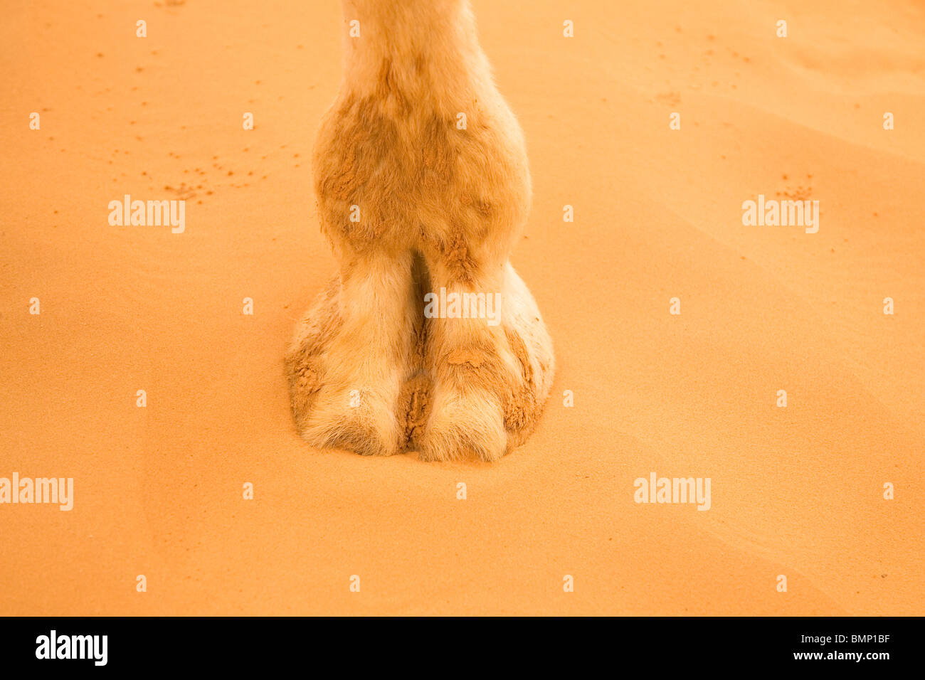 I piedi e le dita dei piedi di un dromedario permanente del cammello nel deserto del Sahara, Tunisia. Foto Stock