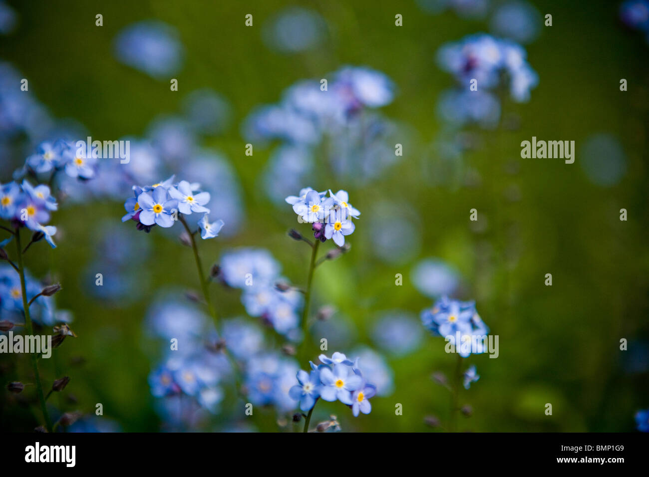 Dimenticare me not a fioritura primaverile Foto Stock