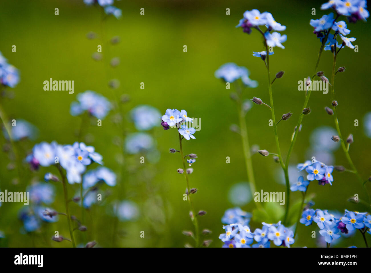 Dimenticare me not a fioritura primaverile Foto Stock