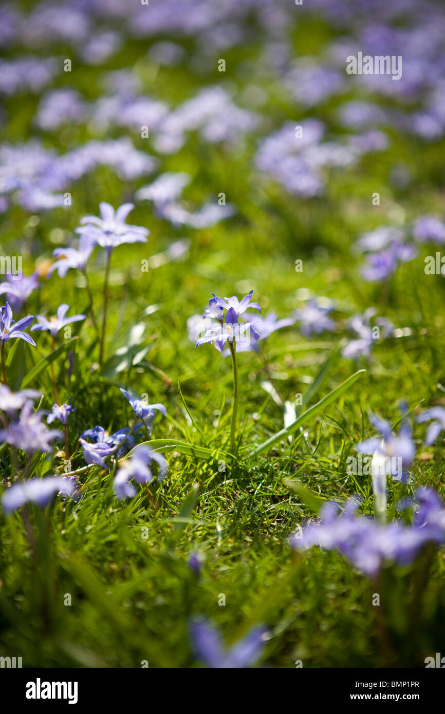 Viola squill fiori che crescono in erba verde Foto Stock