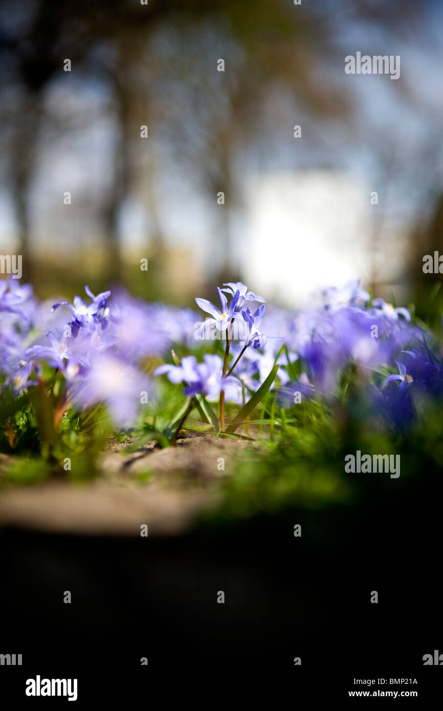 Viola squill fiori in primavera, a terra vista Foto Stock