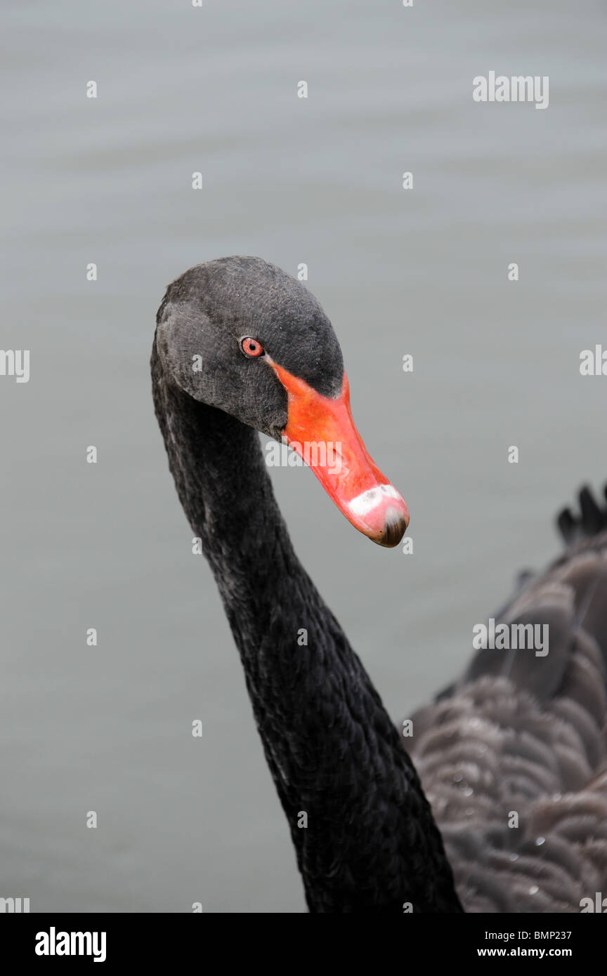 Cigno Nero Cygnus atratus Foto Stock