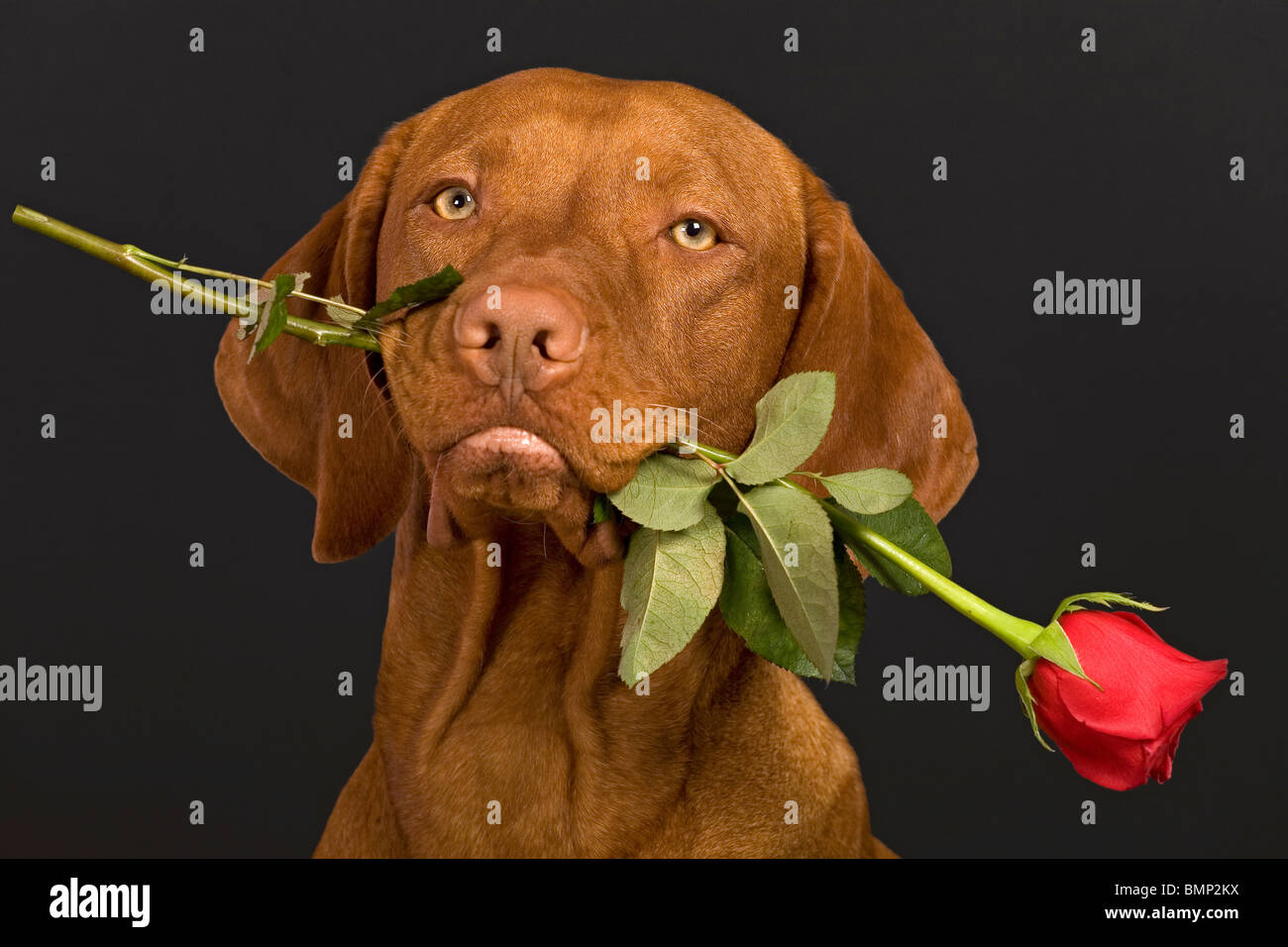 Di pura razza cane tenendo un gambo di rose in bocca Foto Stock