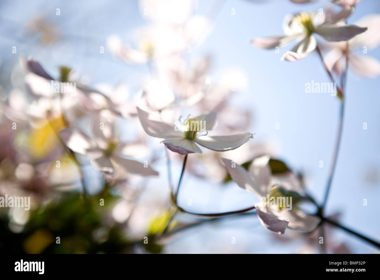 La clematide fiori che fioriscono in primavera Foto Stock