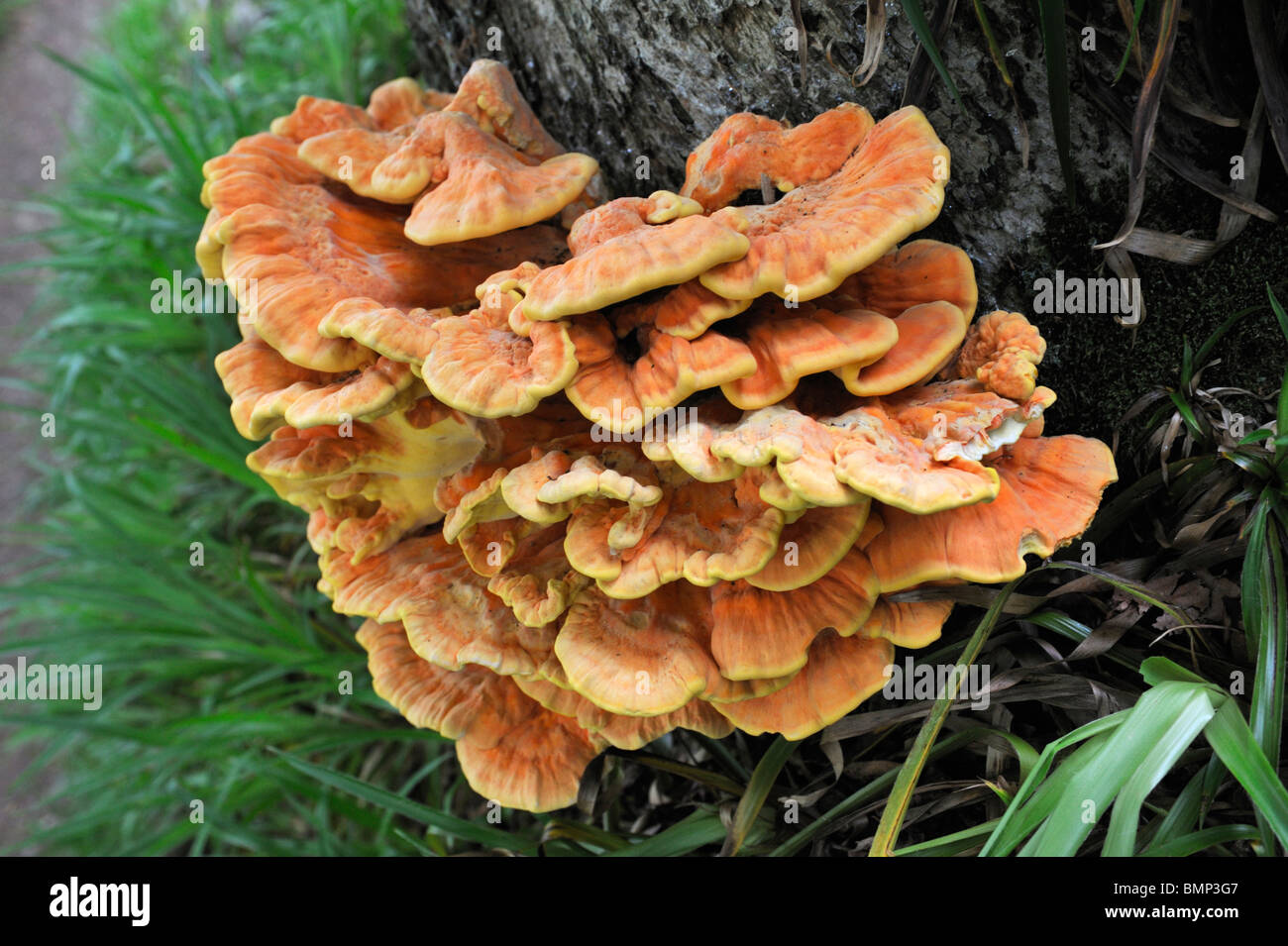 Il fungo della struttura, 'pollo del bosco" o "ulphor ripiano" (Laetiporus sulfurei). Il Bonnington, Lanarkshire, Scozia, Regno Unito Foto Stock