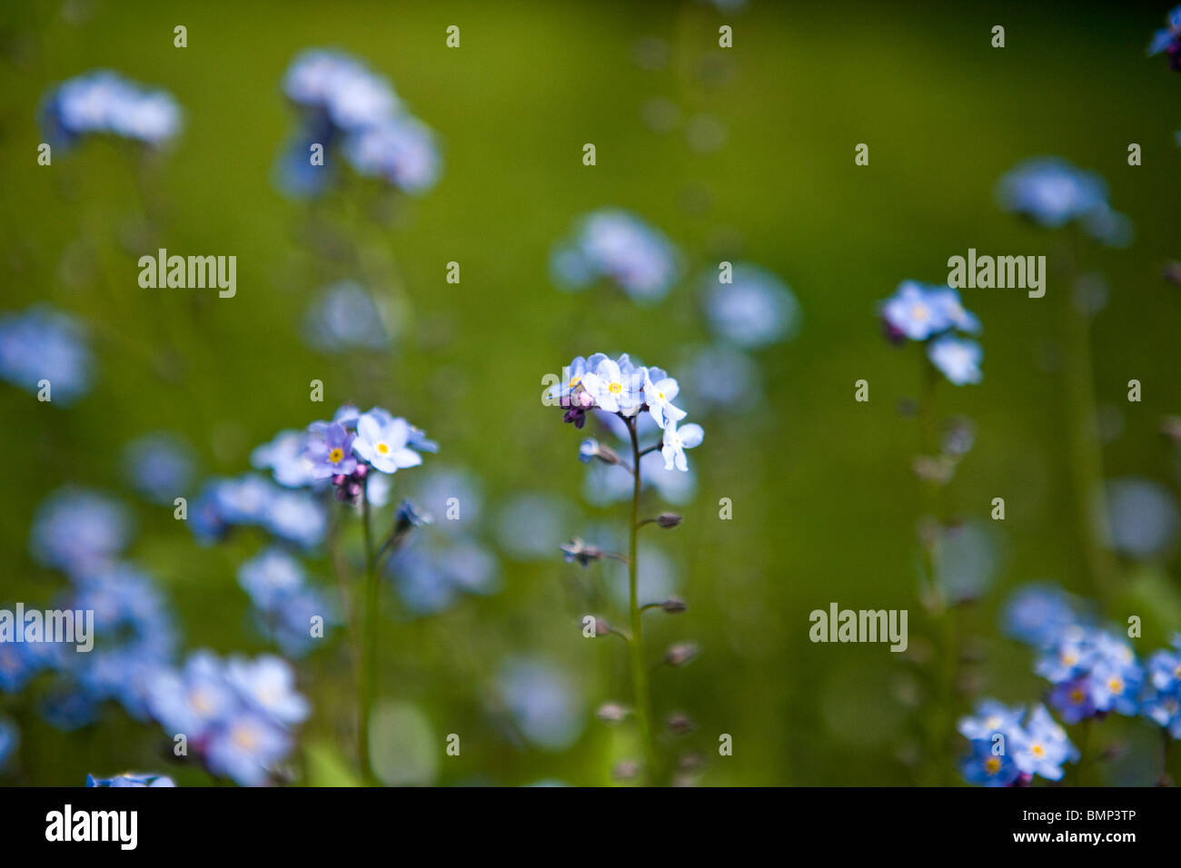 Dimenticare me not a fioritura primaverile Foto Stock