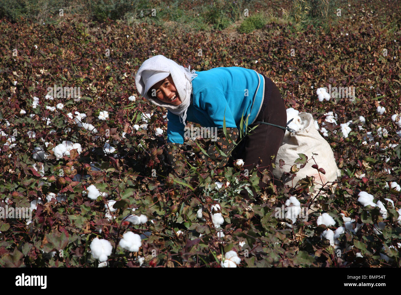 Una raccoglitrice di cotone nella provincia occidentale del Xinjiang tra  Kucha e Korla nel bacino di Tarim, Cina Foto stock - Alamy