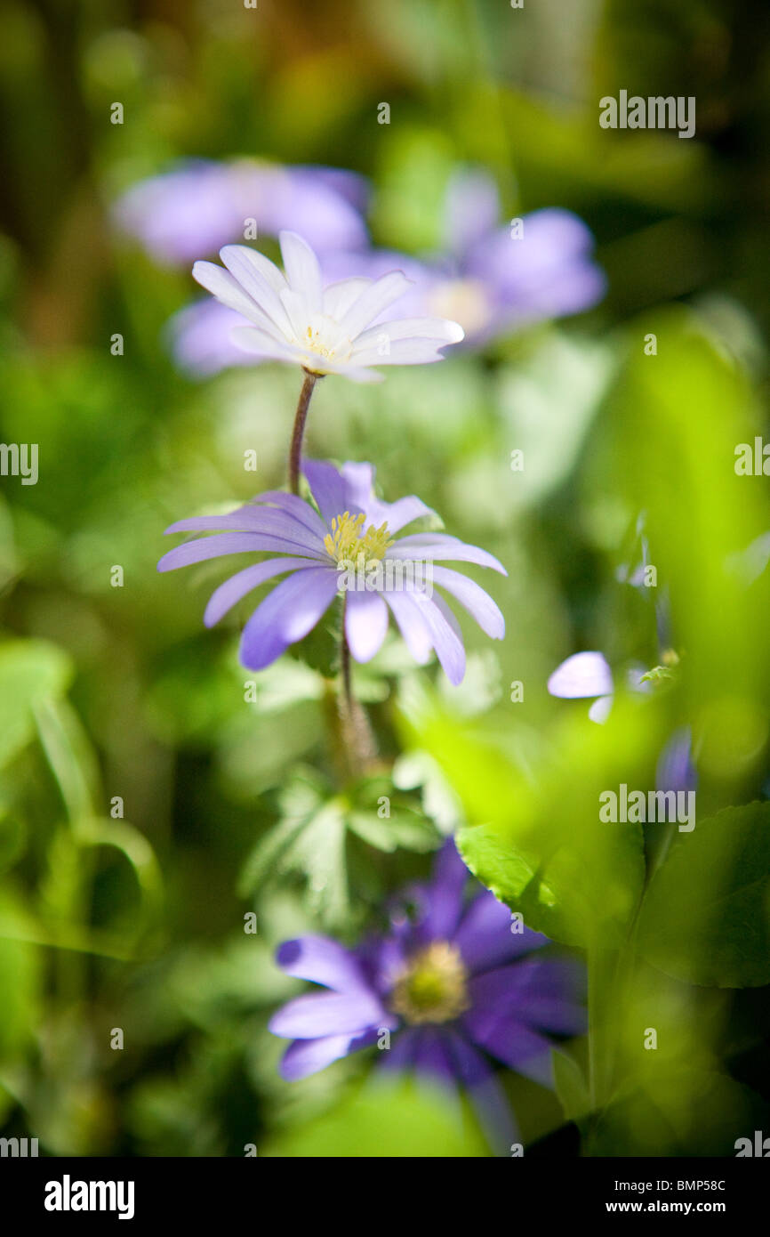 Anemone viola fiori sotto il sole Foto Stock