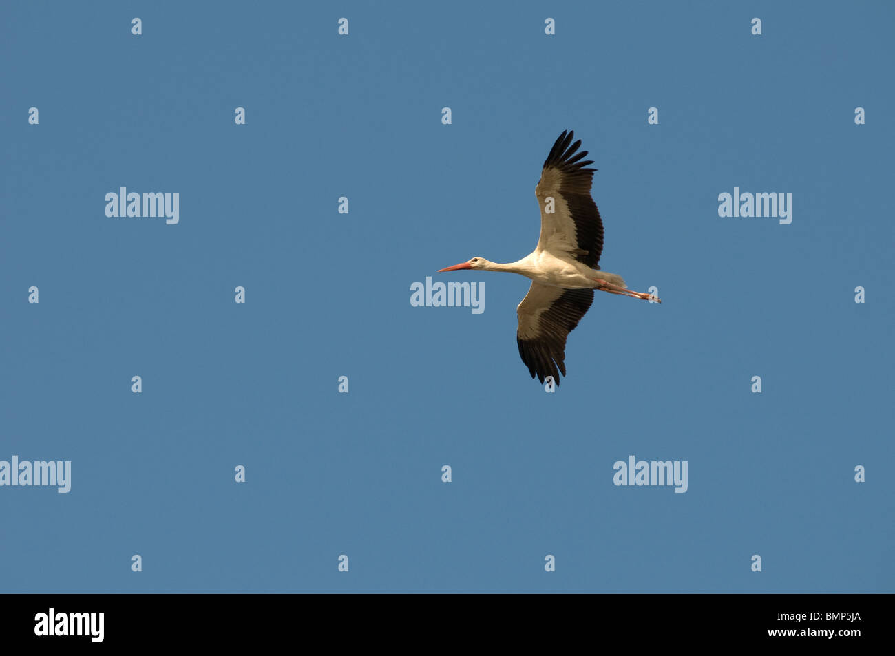 Comune gru eurasiatica volando sopra la valle del Giordano in Israele Foto Stock