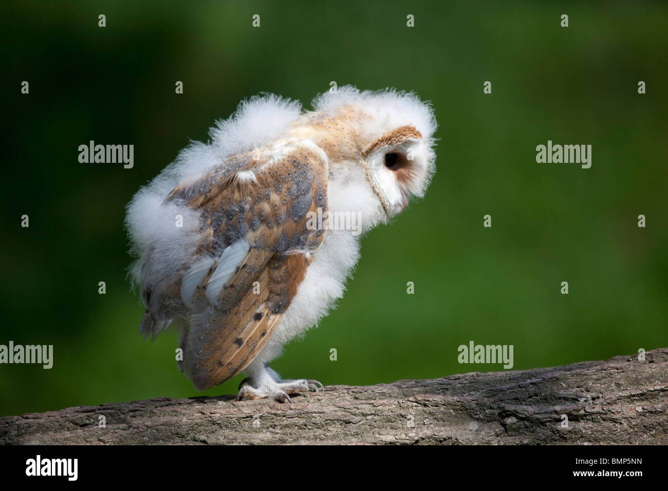 Barbagianni pulcino (Tyto alba) ritratto di uccello in profilo arroccato su un registro tenuto in condizioni controllate Foto Stock