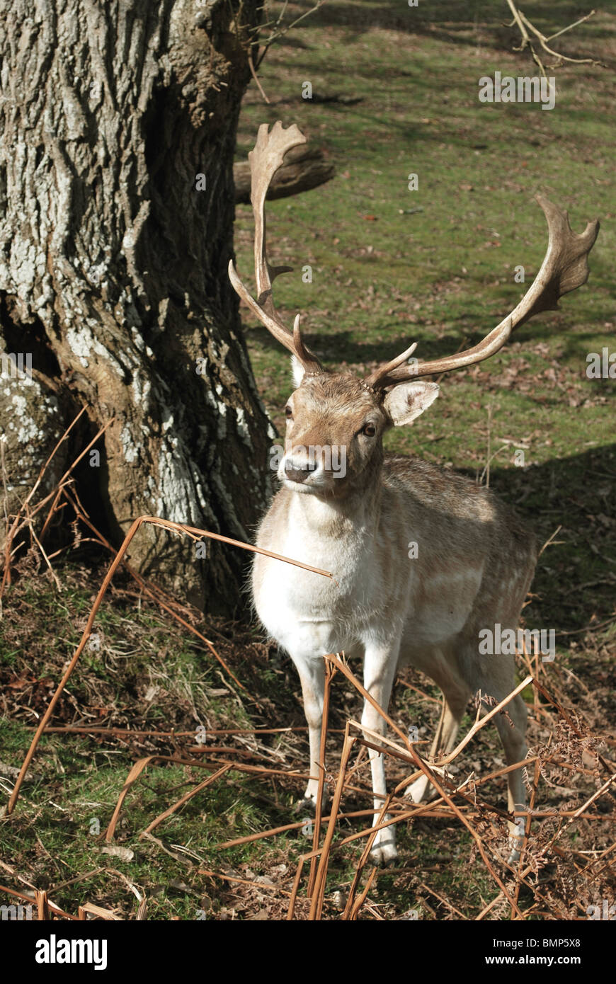 Daini a Knole Park, Sevenoaks, Regno Unito Foto Stock