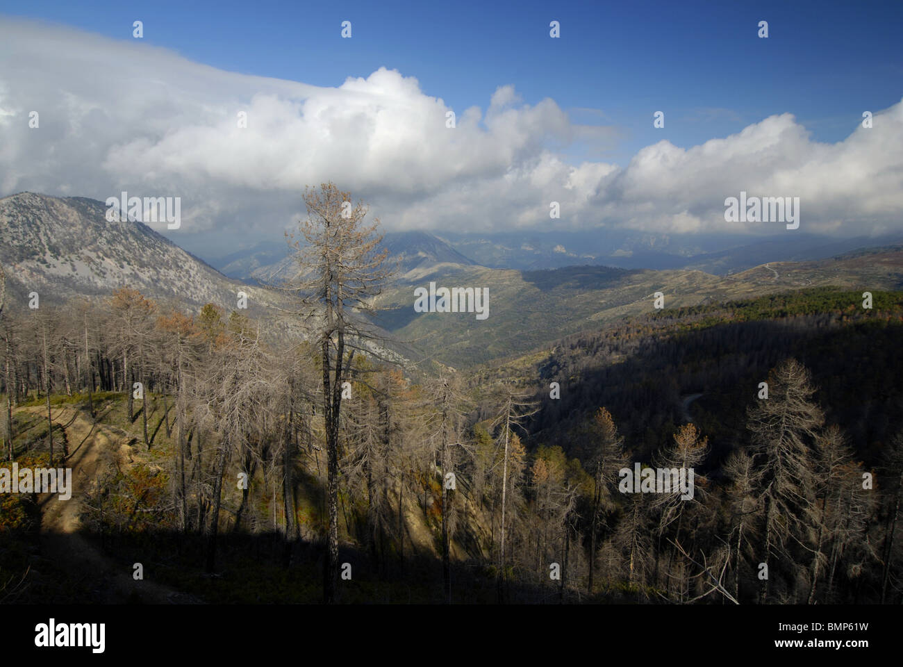 Gli alberi morti dopo gli incendi boschivi in Taigetos montagne, Grecia Foto Stock