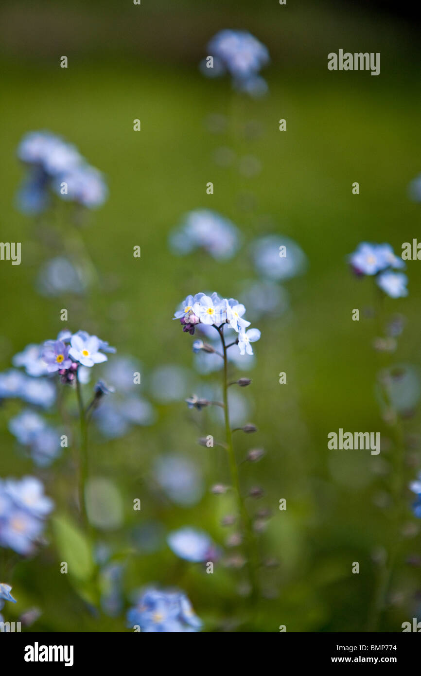 Dimenticare me not a fioritura primaverile Foto Stock