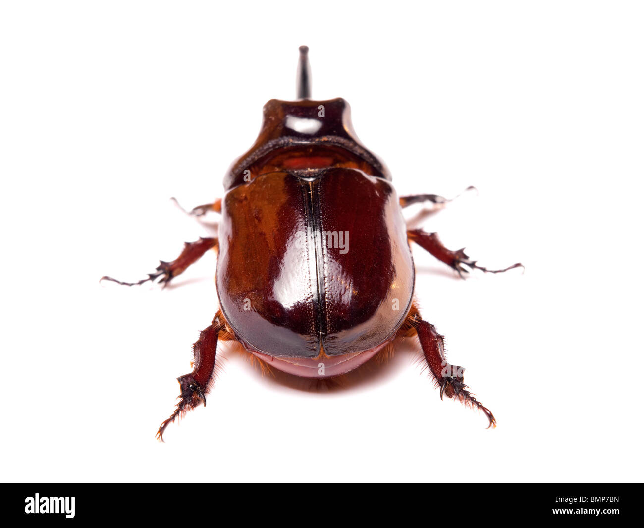 Il rinoceronte coleotteri o rhino beetle sono una sottofamiglia di coleotteri nella famiglia di scarabeo coleotteri (Scarabaeidae) Foto Stock