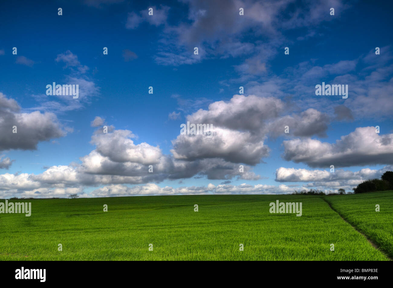 Erba depositata e cielo blu in primavera, Rackheath, NORFOLK REGNO UNITO Foto Stock